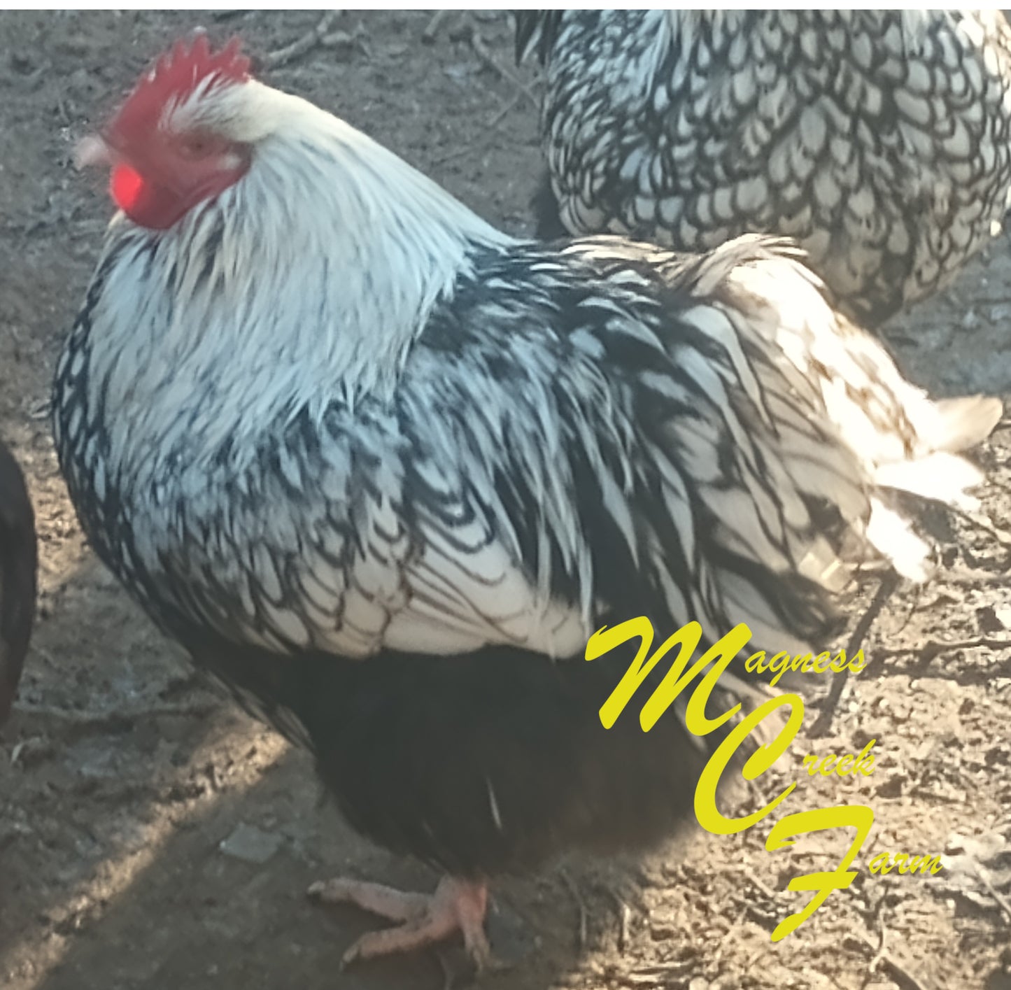 English Orpington - Silver Laced Hatching Eggs - 15 Eggs