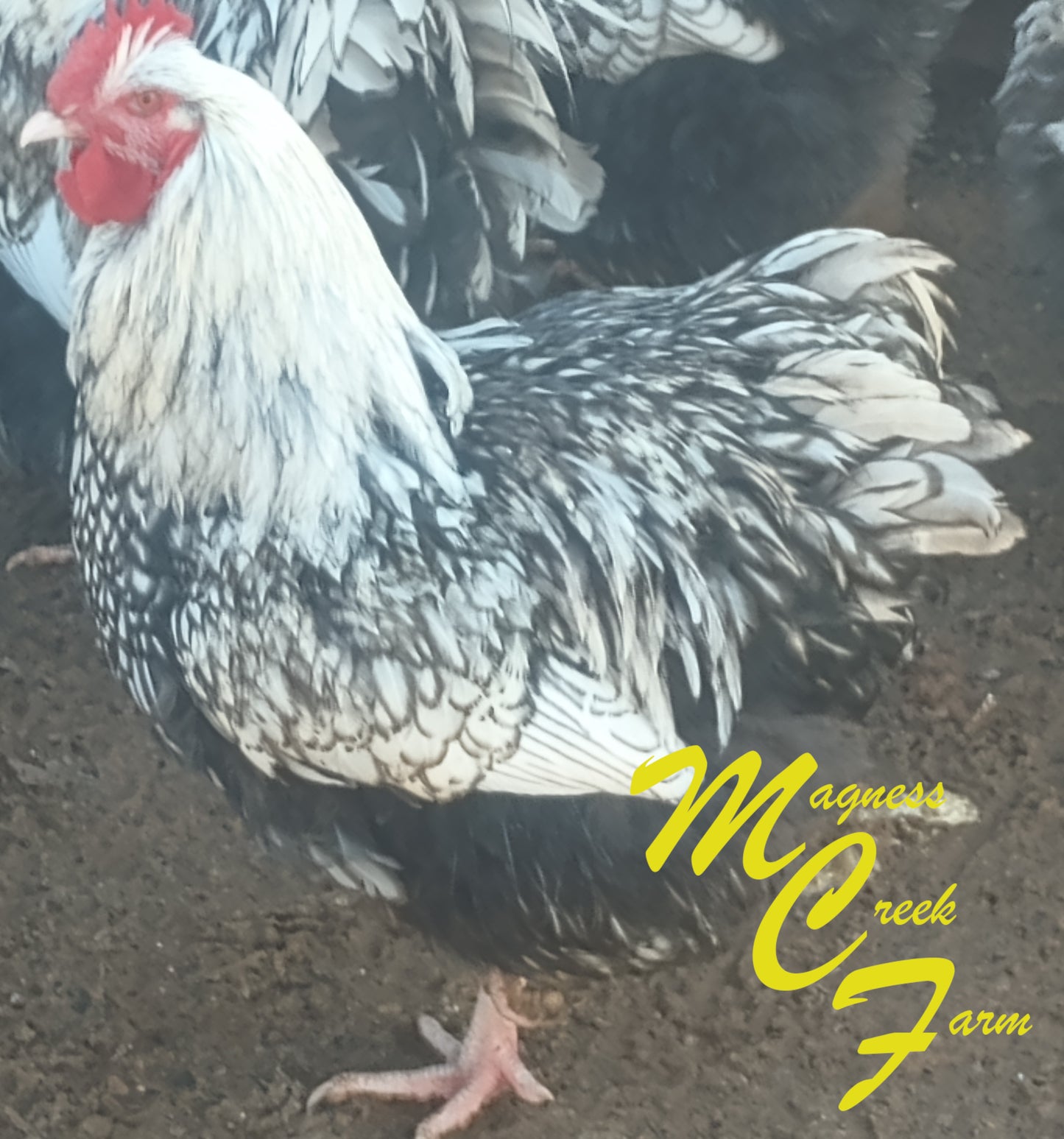 Silver Laced English Orpington Juveniles