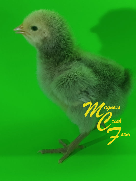 Silver Laced English Orpington Chicks