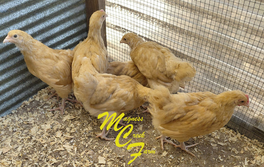 Buff Orpington Juveniles