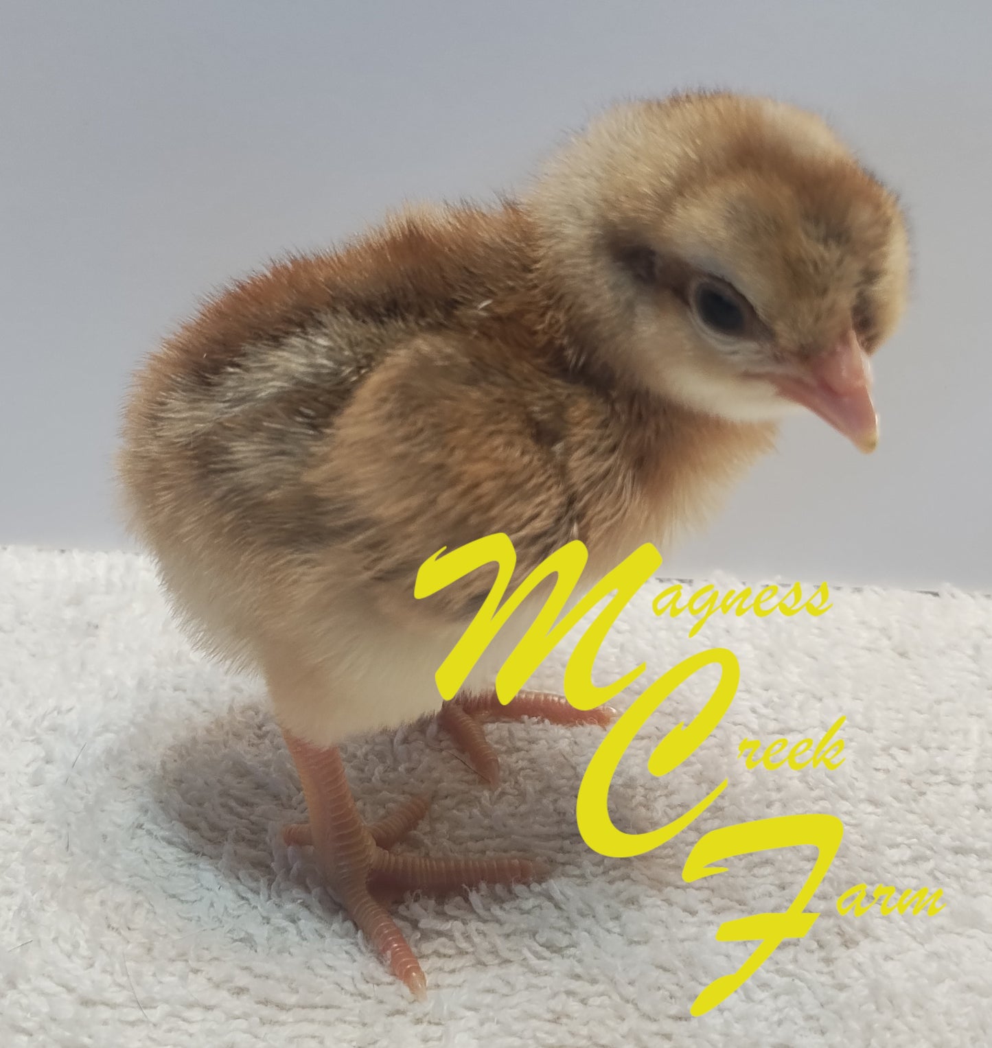 Cream Legbar Chicks