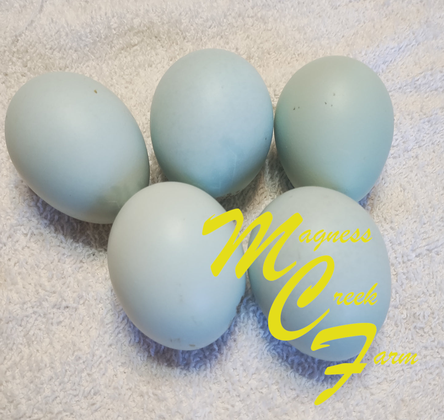 Cream Legbar Hatching Eggs