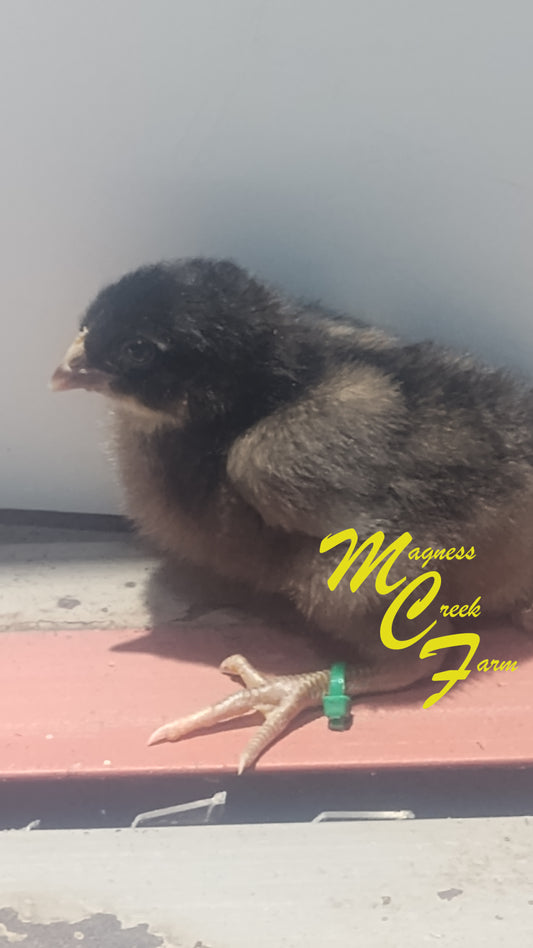Chocolate English Orpington Chicks