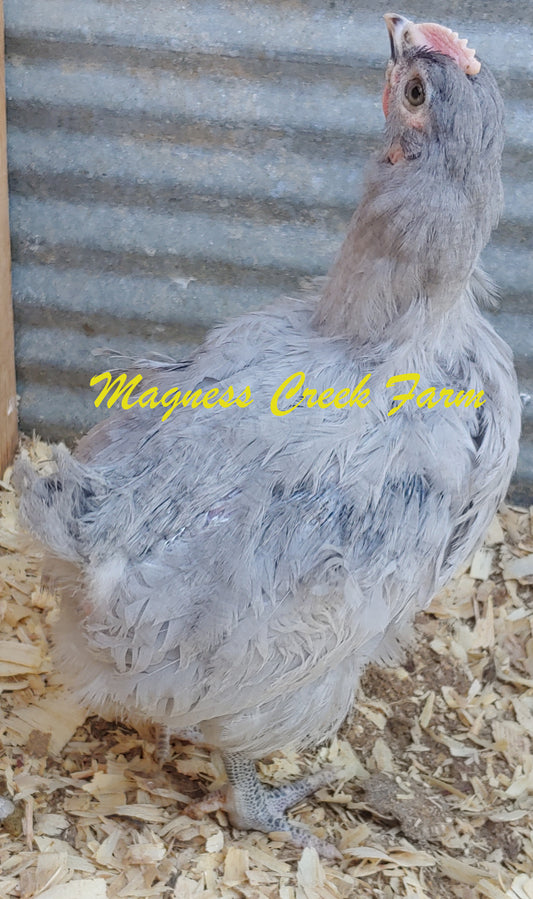 Lavender English Orpington Juveniles