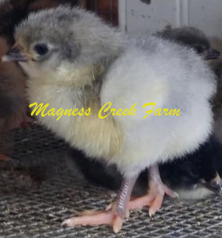 Lavender English Orpington Chicks