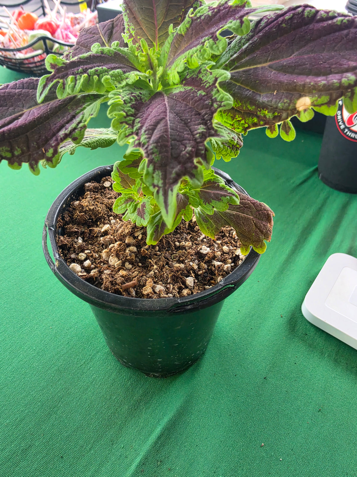 Coleus
