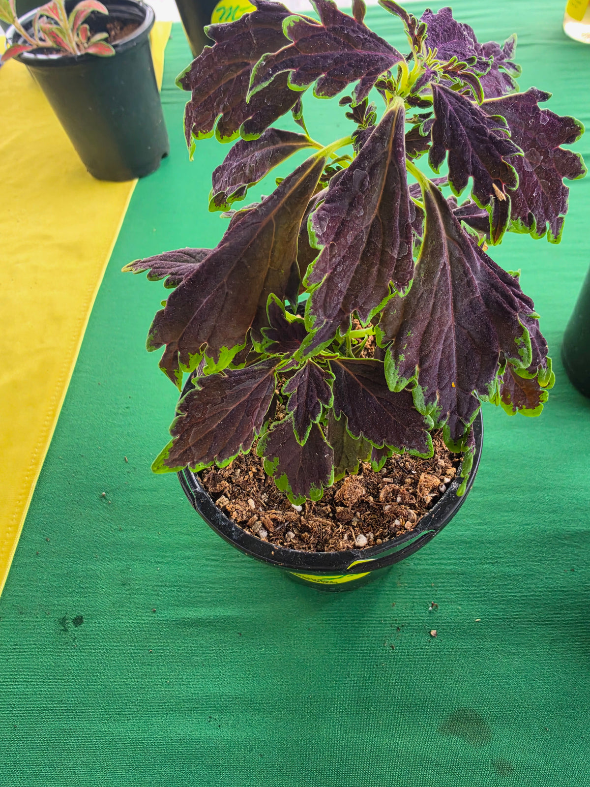 Coleus