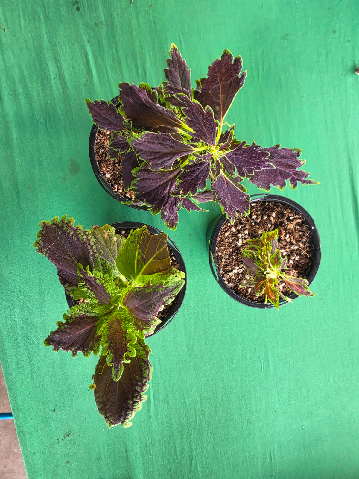 Coleus