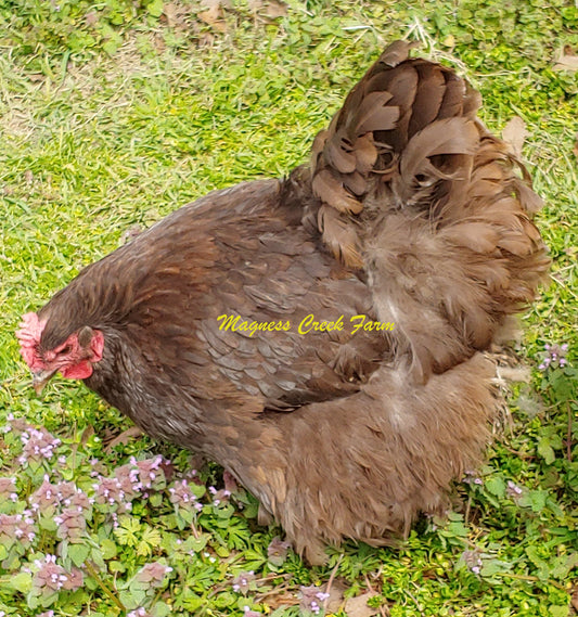 Hatching Eggs English Orpington - Chocolate/Chocolate Split to Mottled