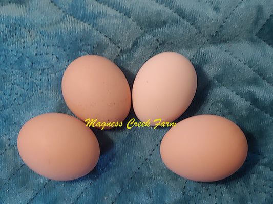 English Orpington - Chocolate/Chocolate Split to Mottled Hatching Eggs