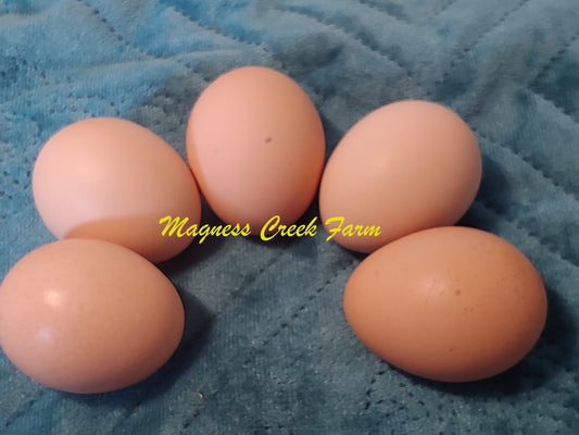 English Orpington - Silver Laced Hatching Eggs