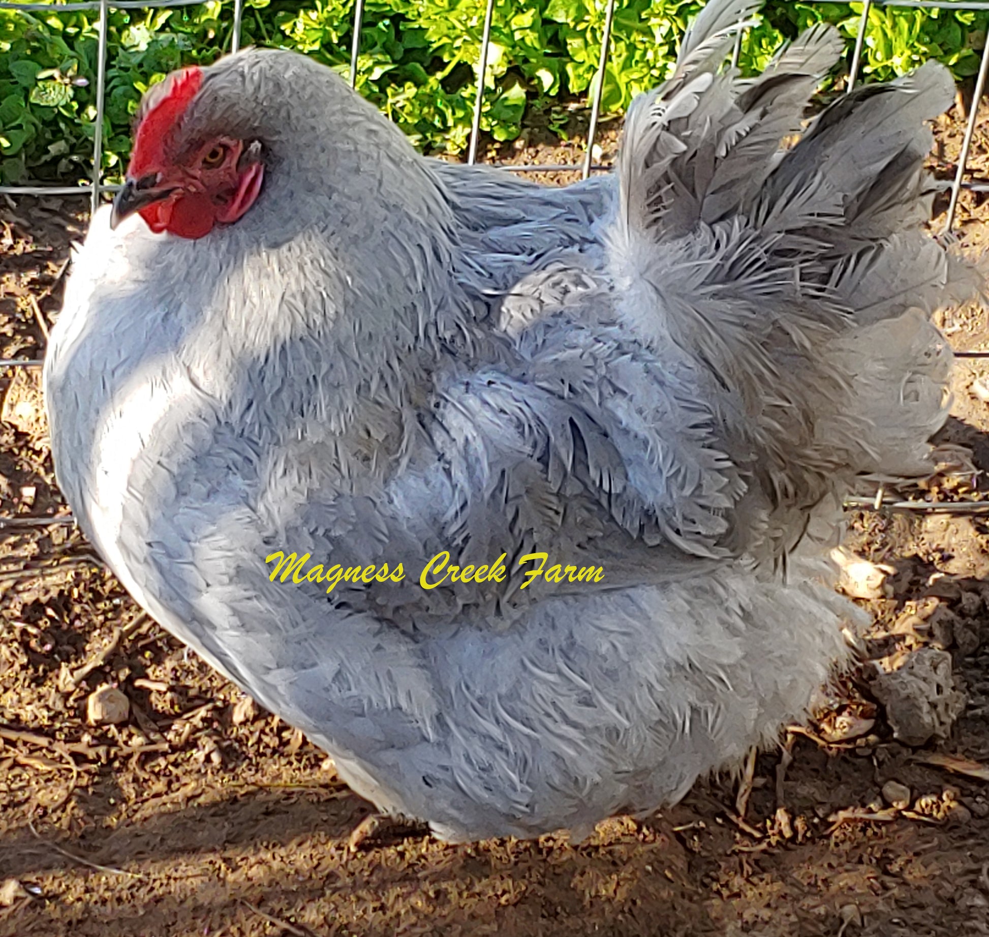English Orpington - Lavender Hatching Eggs – Magness Creek Farm