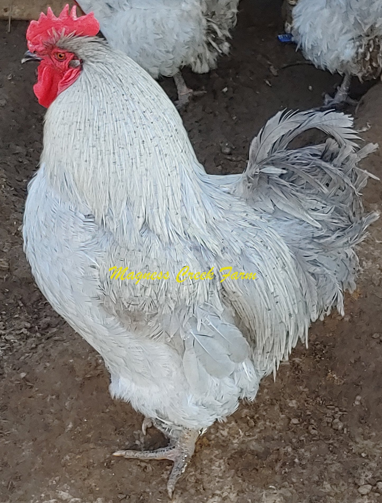 Pure Breed Hatching eggs , Lavender Orpington, Dark & Light Brahma & - farm  & garden - by owner - sale - craigslist